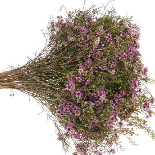 Wachsflower pink Raspberry 25 Gramm 50cm