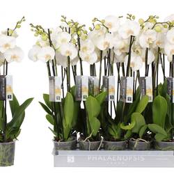 Phal.3-R weiss White World T12 H060