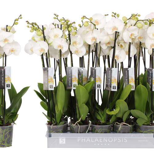 Phal.3-R weiss White World T12 H060