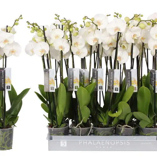 Phal.3-R weiss White World T12 H060