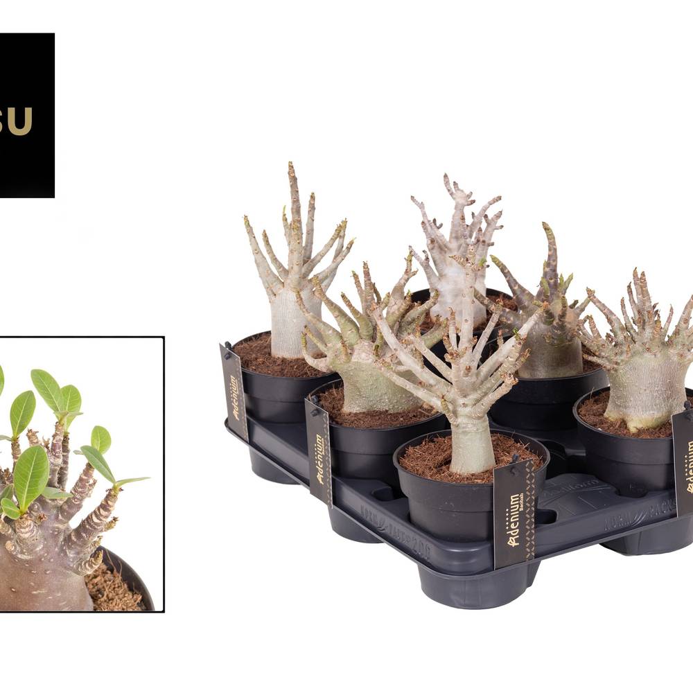 Adenium Baobab T12 H025