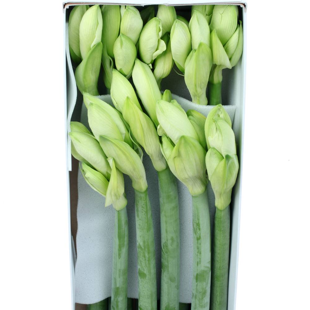 Amaryllis Krt.weiss Mont Blanc X10