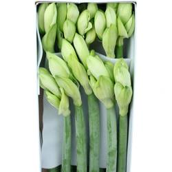 Amaryllis Krt.weiss Mont Blanc X10