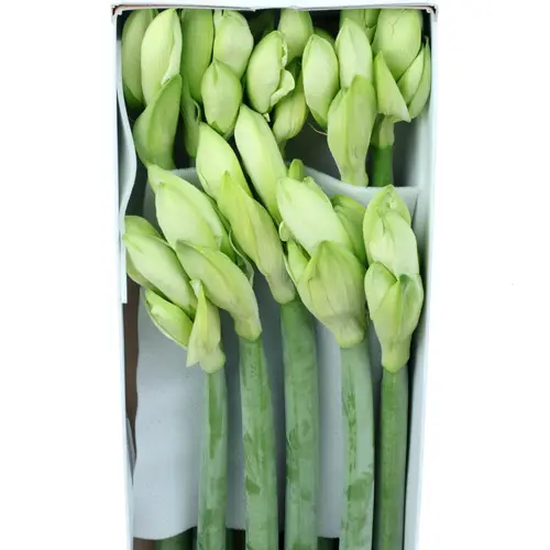Amaryllis Krt.weiss Mont Blanc X10