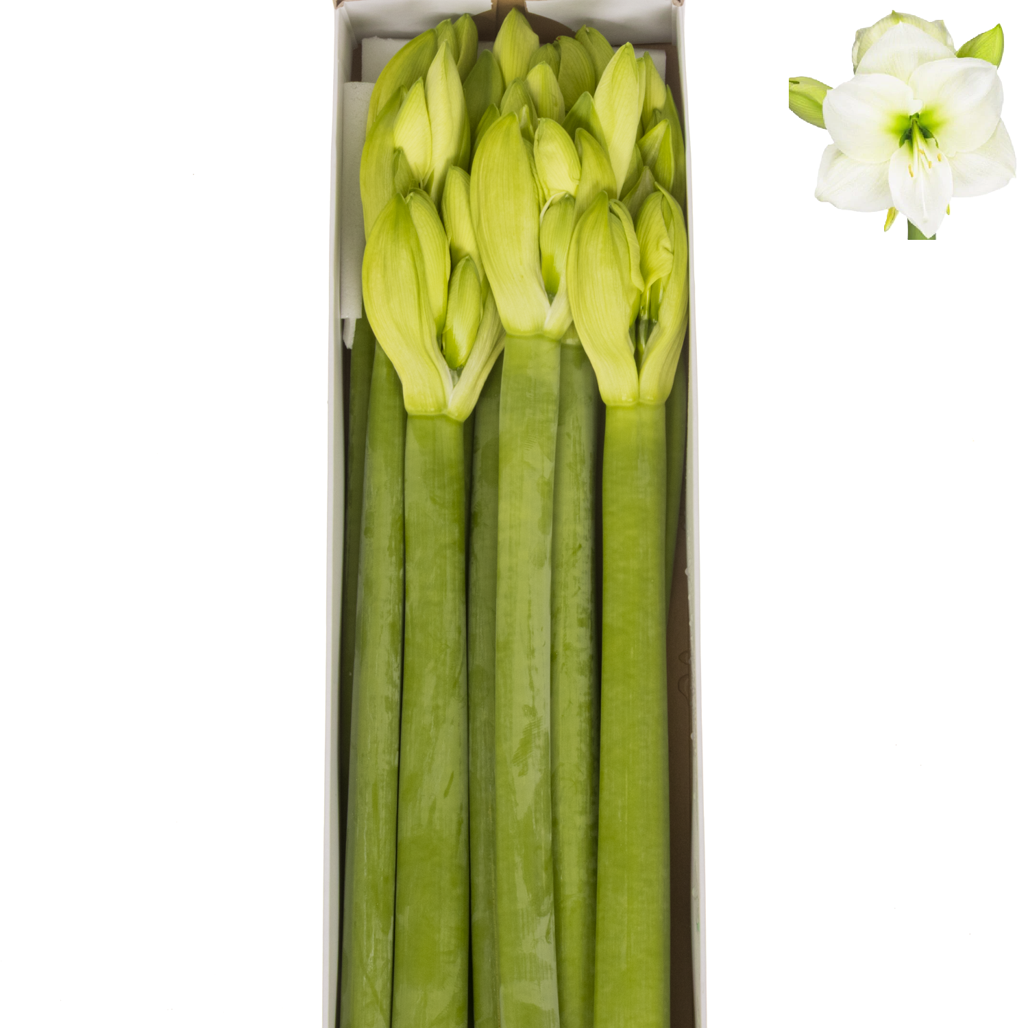 Amaryllis Krt.weiss Mont Blanc X10