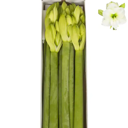 Amaryllis Krt.weiss Mont Blanc X10