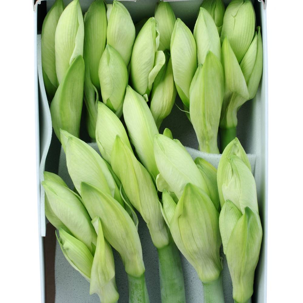 Amaryllis Krt.weiss Mont Blanc X10
