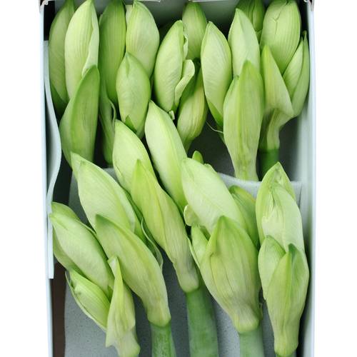 Amaryllis Krt.weiss Mont Blanc X10