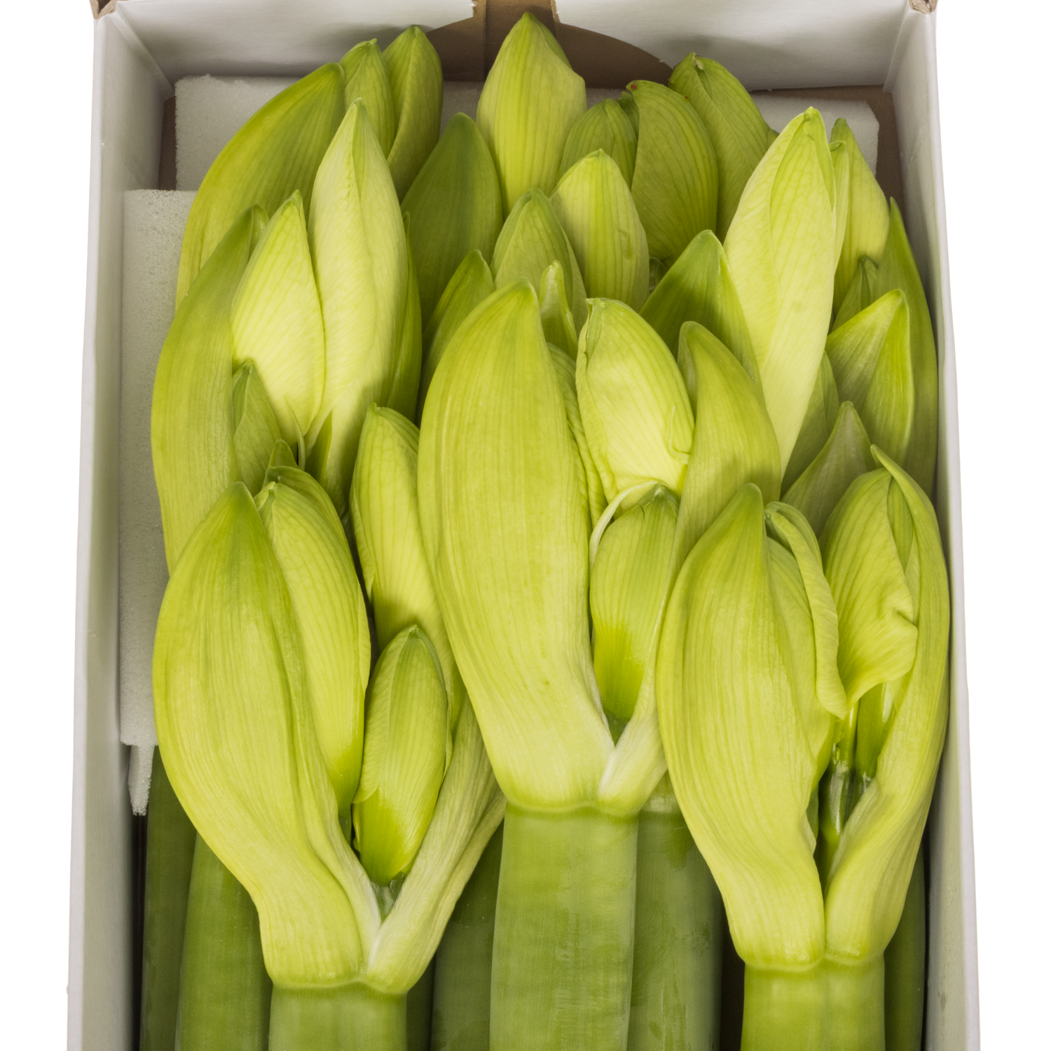 Amaryllis Krt.weiss Mont Blanc X10