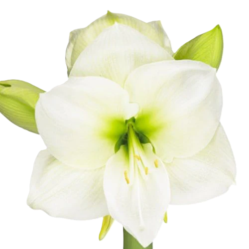 Amaryllis Krt.weiss Mont Blanc X10