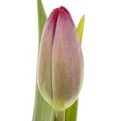 Tulpe lila Puma 40 Gramm