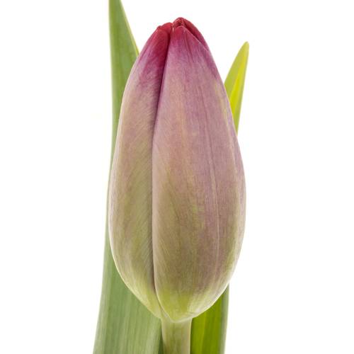 Tulpe lila Puma 40 Gramm