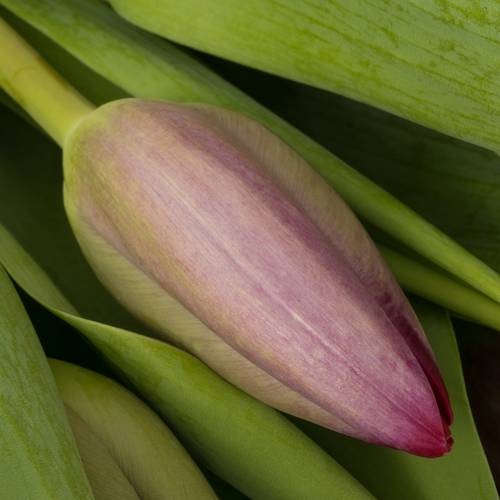 Tulpe lila Puma 40 Gramm