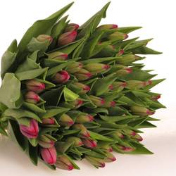 Tulpe lila Puma 40 Gramm