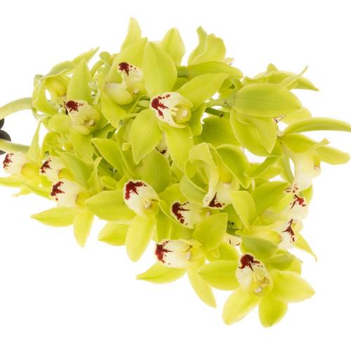 Mini Cymbidium grün King 40cm 8+Blüte