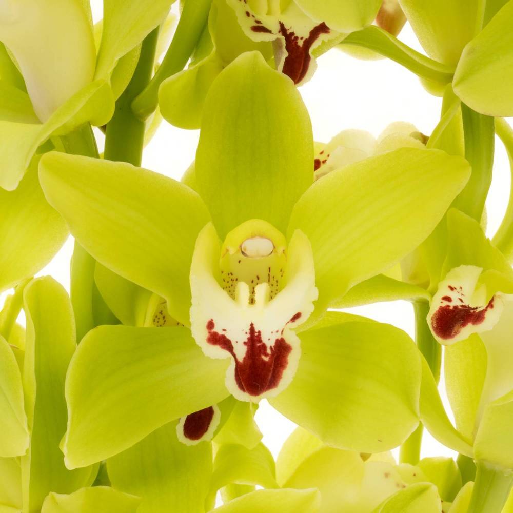 Mini Cymbidium grün King 40cm 8+Blüte