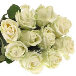 Rose creme/weiss Wachs (W2) 60cm