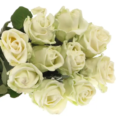 Rose creme/weiss Wachs (W2) 60cm