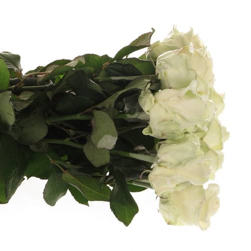 Rose creme/weiss Wachs (W2) 60cm