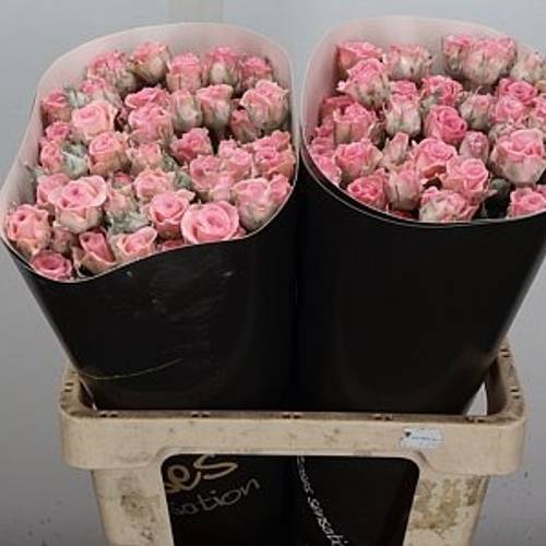 Rose verzweigt apricot/rosa Wachs Baby Pink 60cm