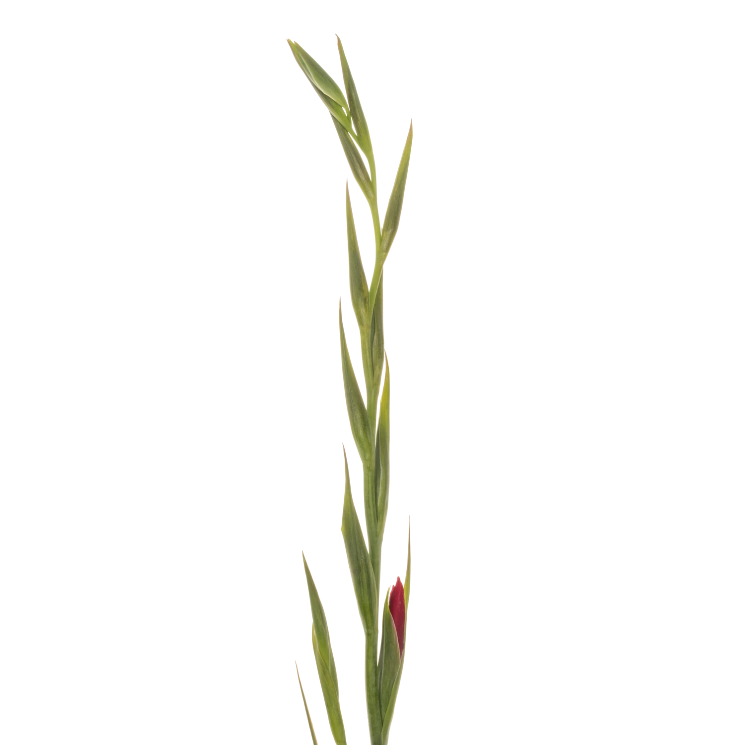 Colvillis dunkel rosa Vulcano 65cm