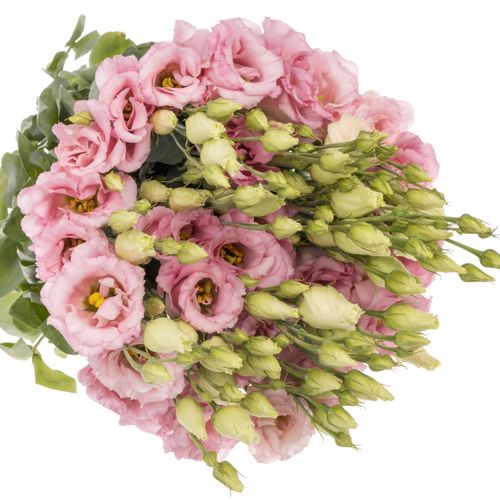 Lisianthus rosa Cotton Candy 5+Blute 70cm