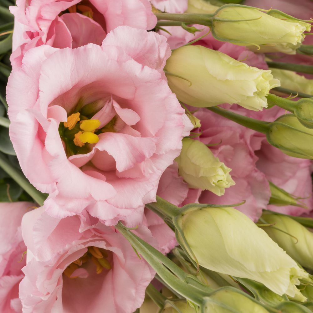 Lisianthus rosa Cotton Candy 5+Blüte 70cm