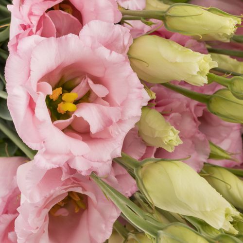 Lisianthus rosa Cotton Candy 5+Blute 70cm