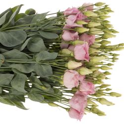 Lisianthus rosa Cotton Candy 5+Blüte 70cm