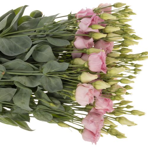 Lisianthus rosa Cotton Candy 5+Blute 70cm