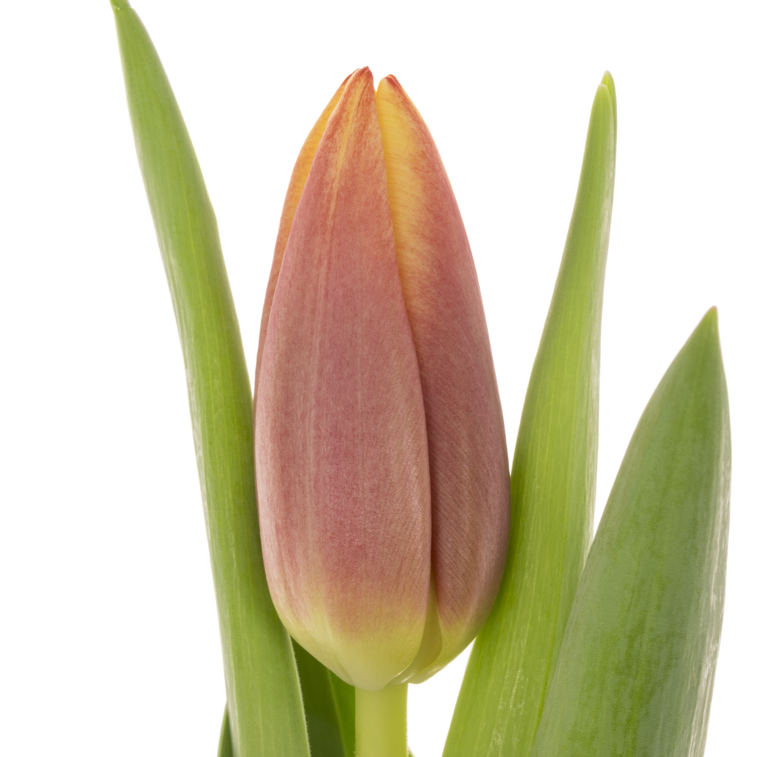 Tulpe gelb/orange leen vd Mark 28 Gramm