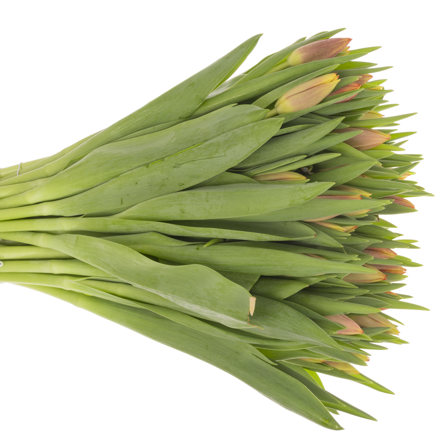 Tulpe gelb/orange leen vd Mark 28 Gramm