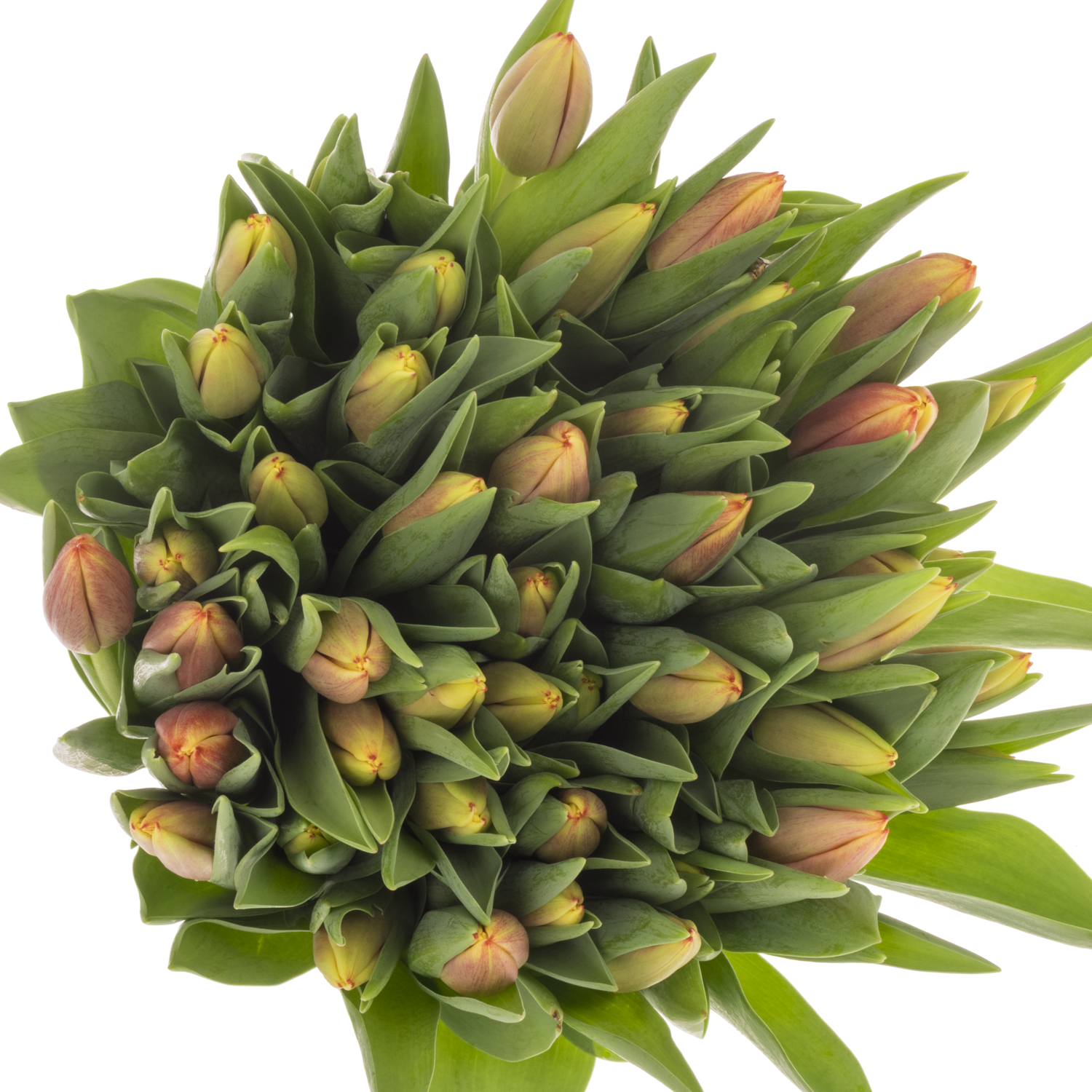 Tulpe gelb/orange leen vd Mark 28 Gramm