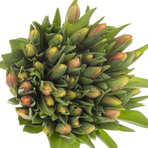 Tulpe gelb/orange leen vd Mark 28 Gramm