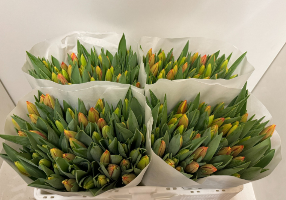 Tulpe gelb/orange leen vd Mark 28 Gramm