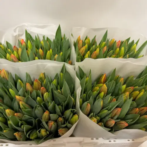 Tulpe gelb/orange leen vd Mark 28 Gramm