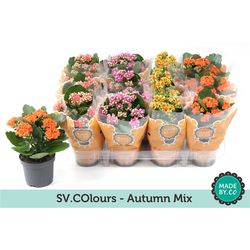 Kal.Gef. mix Autumn T09 H19
