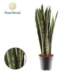 Sanseveria Zeylanica T14 H055