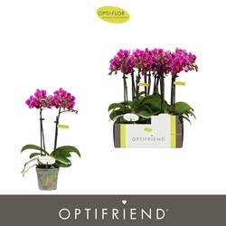 Phal.2-R lila Fay T07 H025