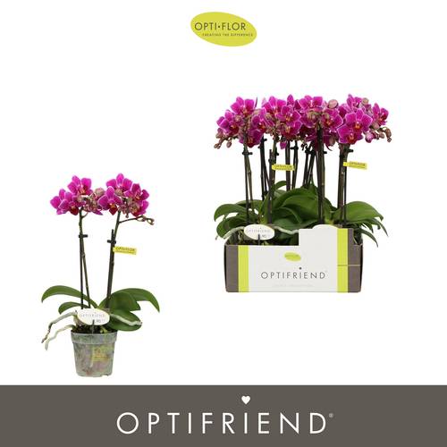Phal.2-R lila Fay T07 H025