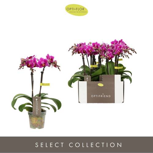 Phal.2-R lila Fay T07 H025
