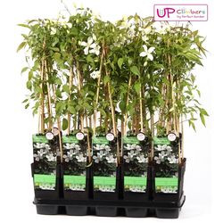 Clematis Grandi T15 H65