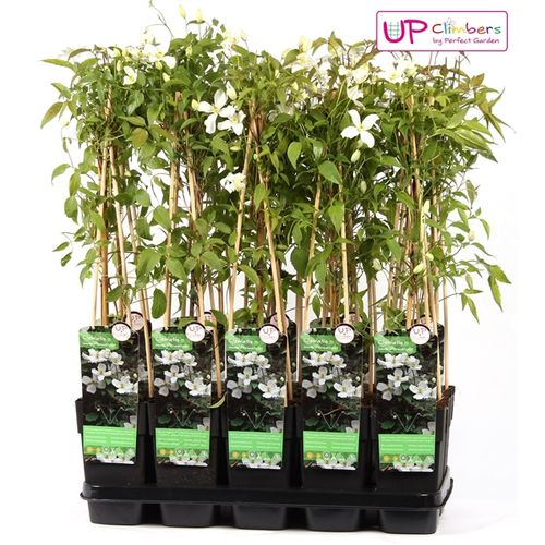 Clematis Grandi T15 H65