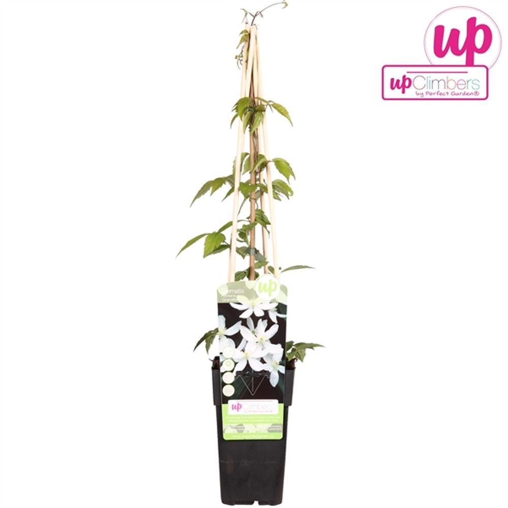 Clematis Grandi T15 H65