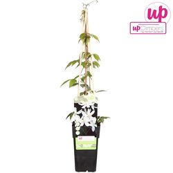 Clematis Grandi T15 H65