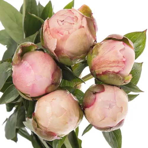 Pfingstrose rosa Shaylor 60cm