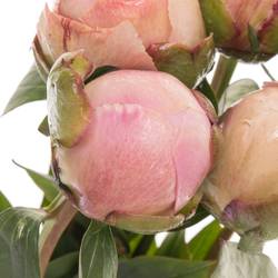 Pfingstrose rosa Shaylor 60cm