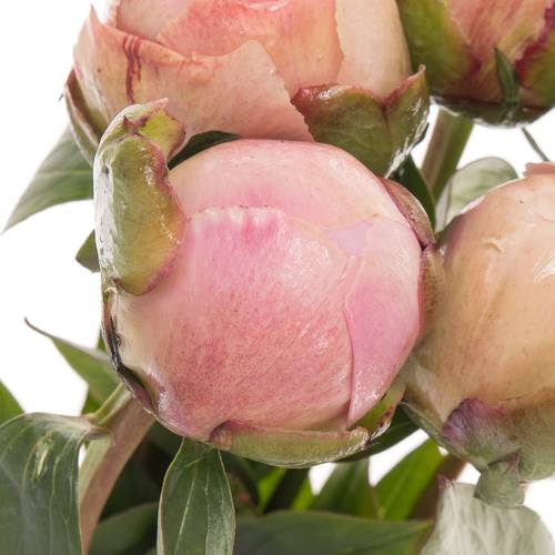 Pfingstrose rosa Shaylor 60cm