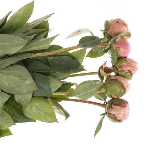 Pfingstrose rosa Shaylor 60cm