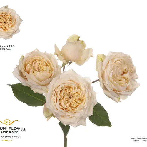 Rose verzweigt creme Julietta 50cm